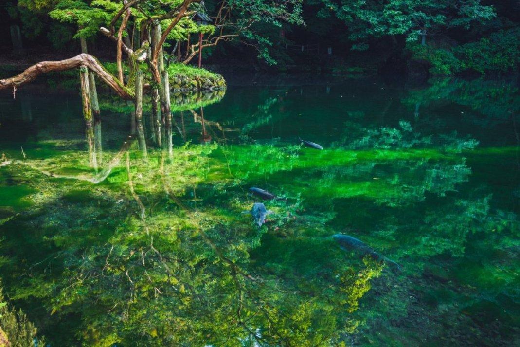 虫虫助手下载